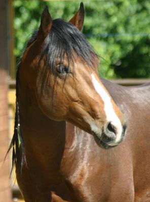 Horse Data